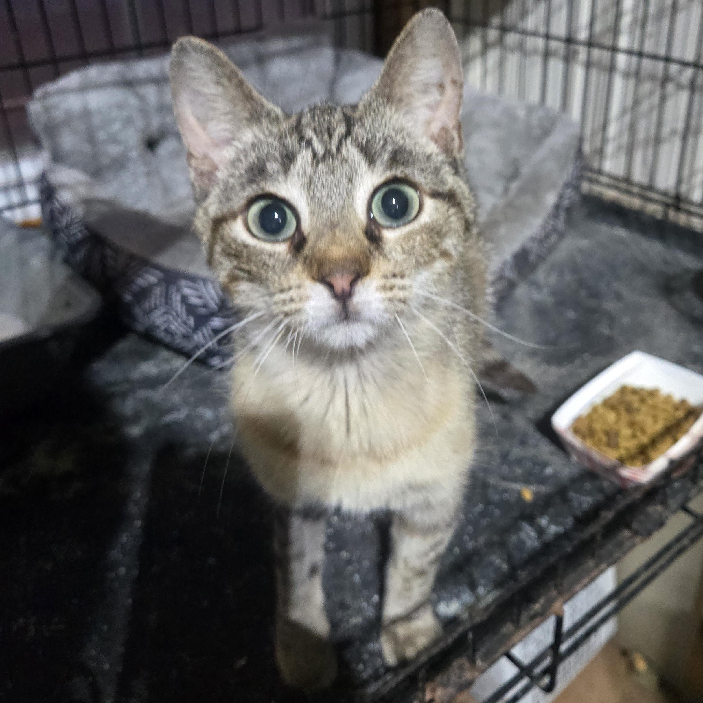 Enlarge Lydia, a Adoptable Torbie in Reeseville, WI image 4/4