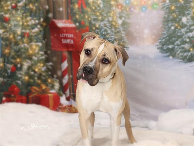 ROCKY, Adoptable, Young Male Boxer & Mixed Breed.