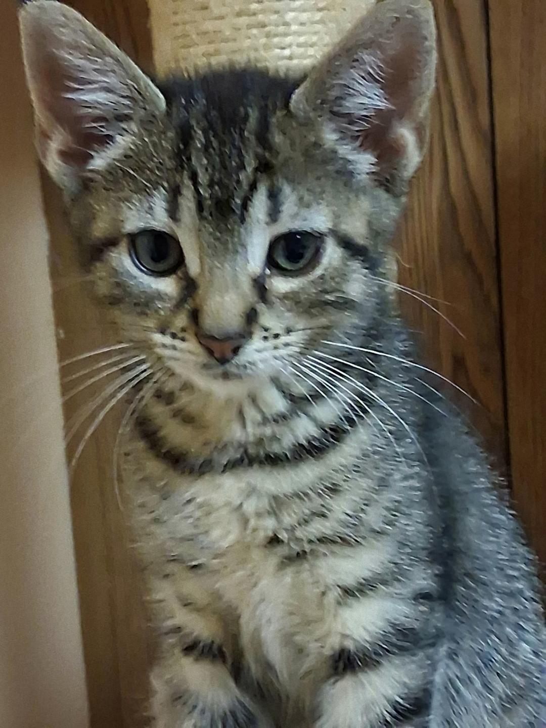Elli, an adoptable Tabby in Wayne, NJ_image-1