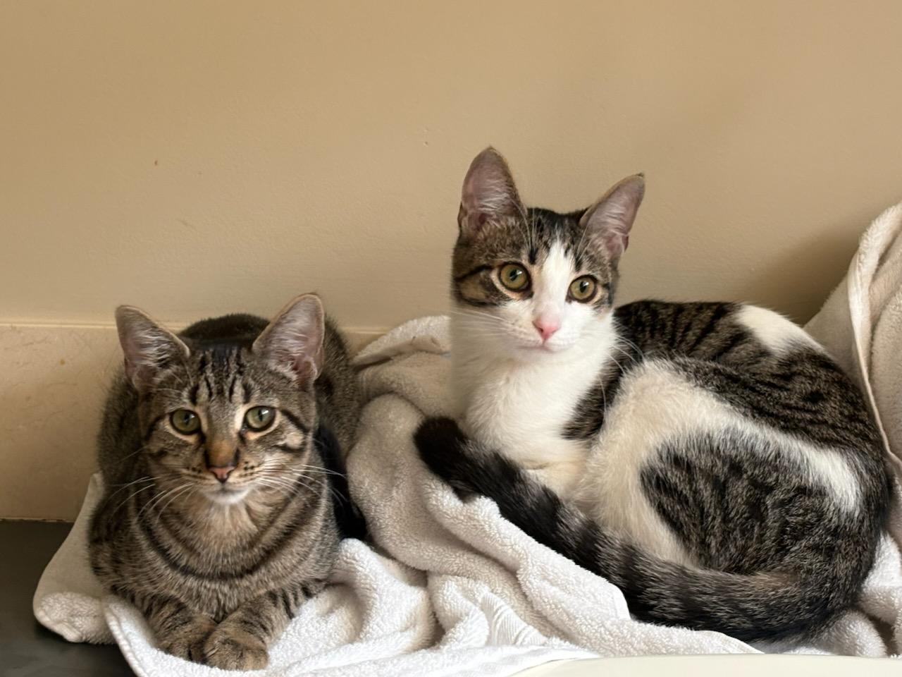 Elli, Adoptable, Kitten Male Tabby.