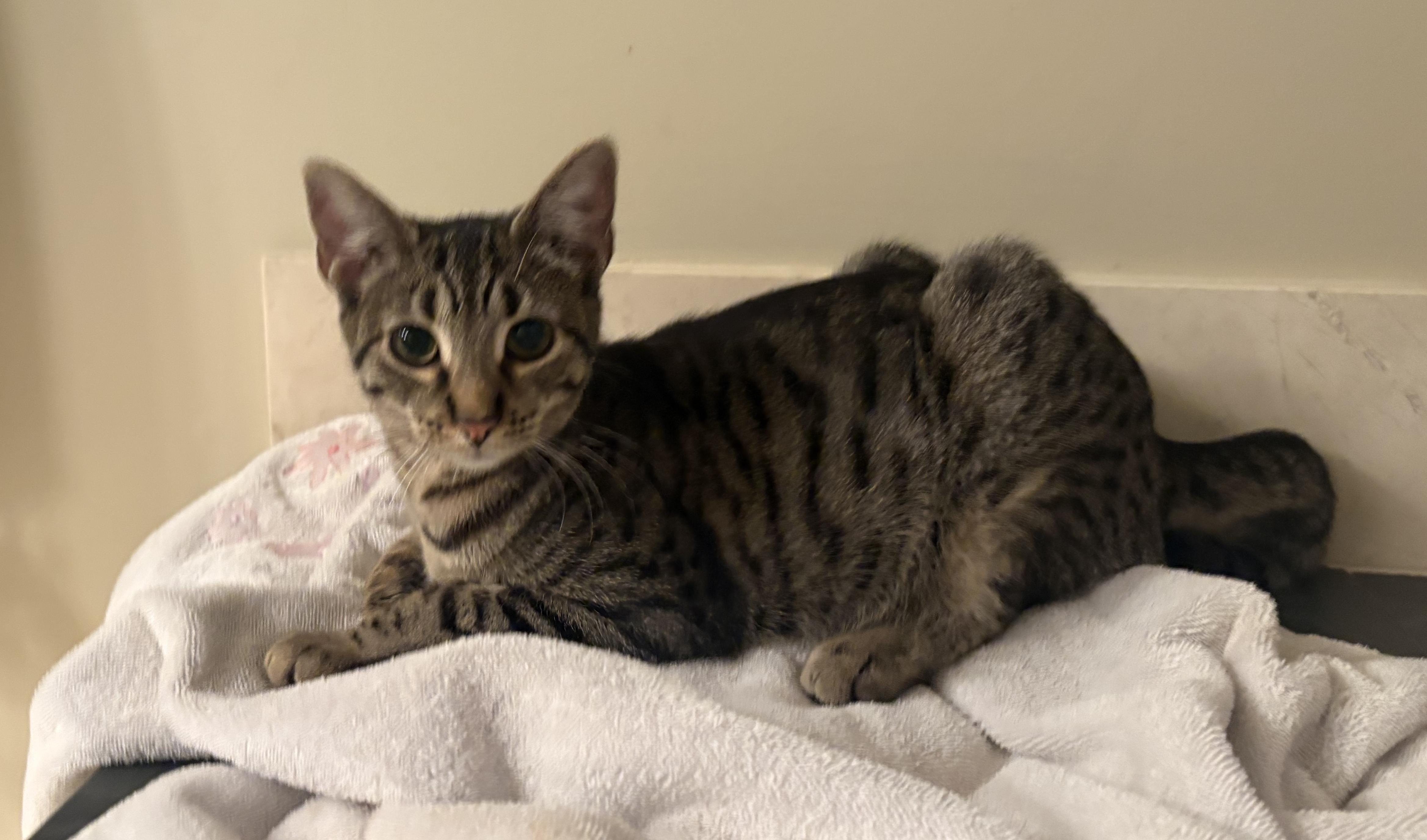 Elli, a Adoptable Tabby in Wayne, NJ image 2/2