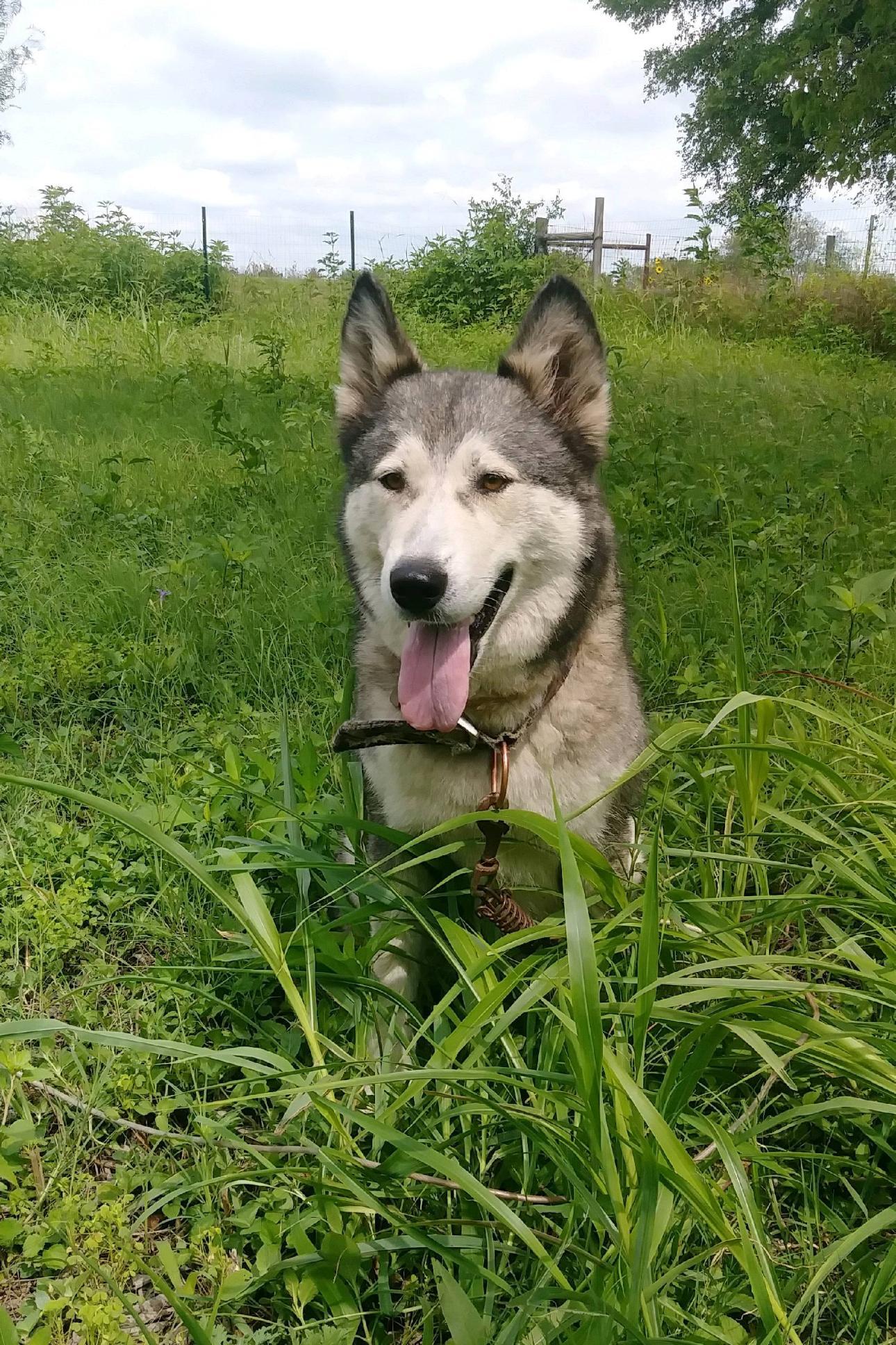 Enlarge Sara, a Adoptable Siberian Husky in Bigfoot, TX image 1/2