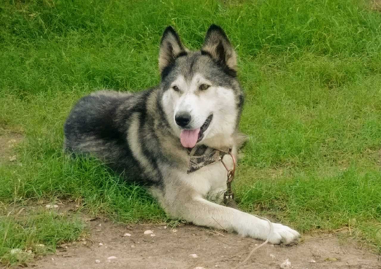 Enlarge Sara, a Adoptable Siberian Husky in Bigfoot, TX image 2/2