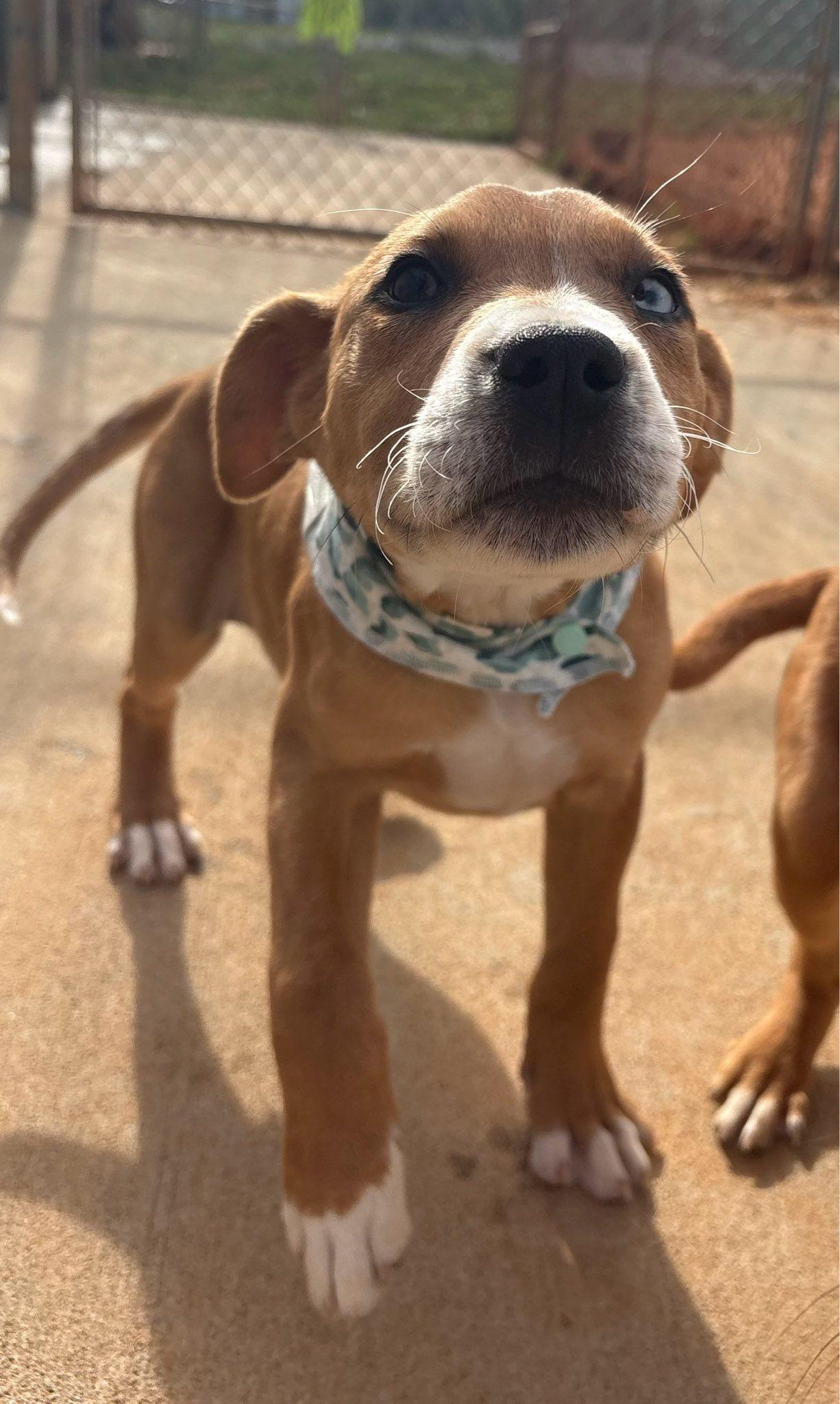 Scotch, adopted, Young Male Mixed Breed.