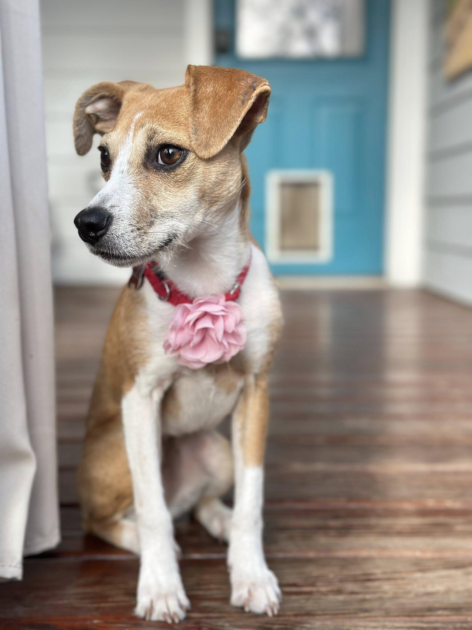 Dipper, an adopted mixed breed in Inwood, WV image 3/6