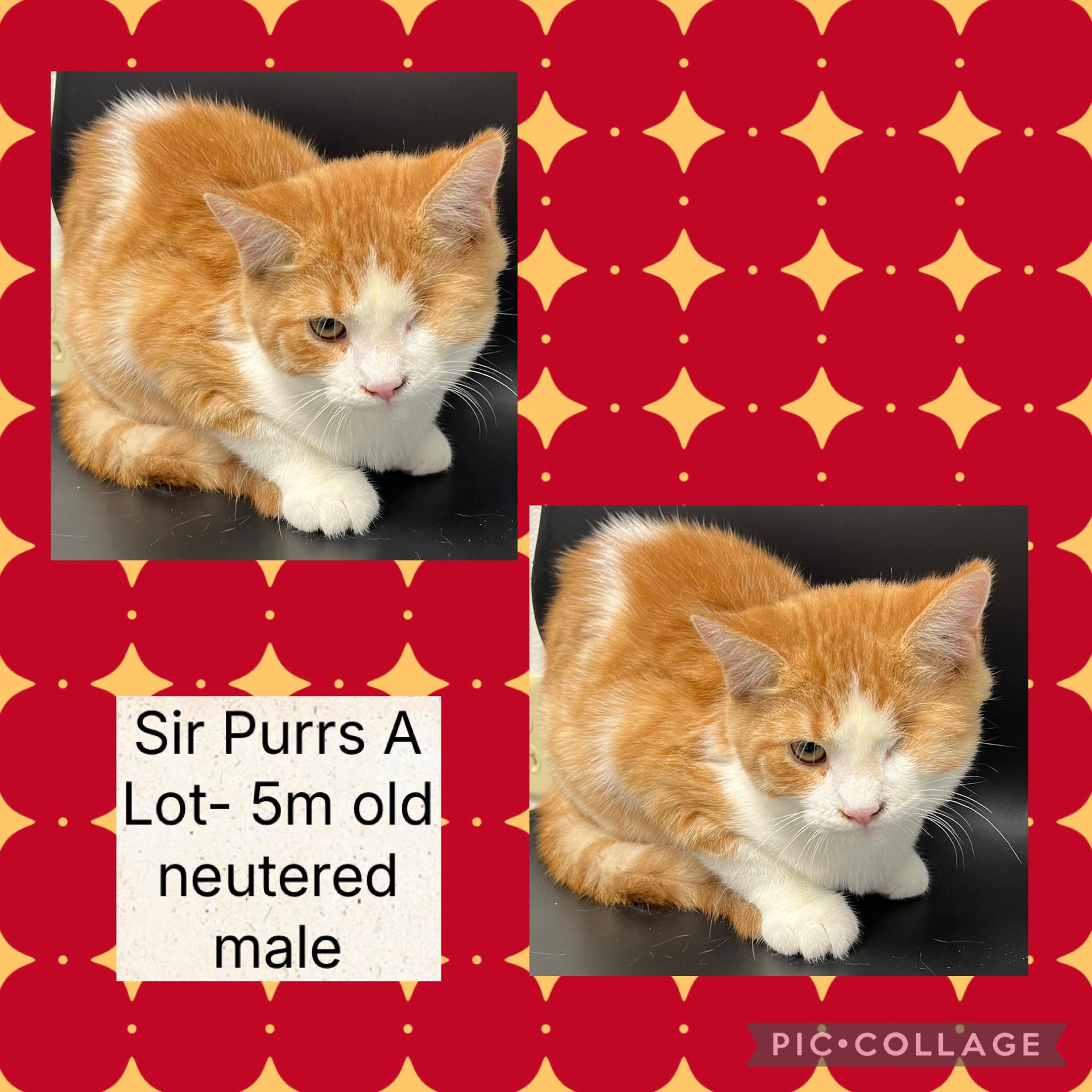 Sir Purrs A Lot, ADOPTABLE, Kitten Male Domestic Medium Hair.