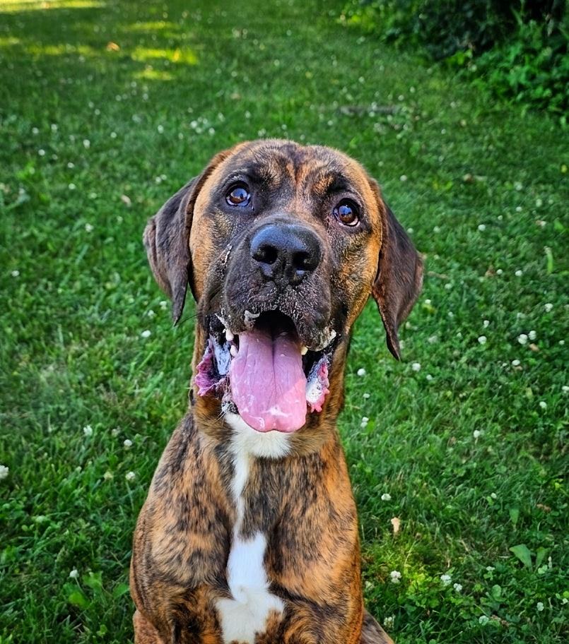 Enlarge Cruz, a ADOPTABLE mixed breed in Bay City, MI image 3/4