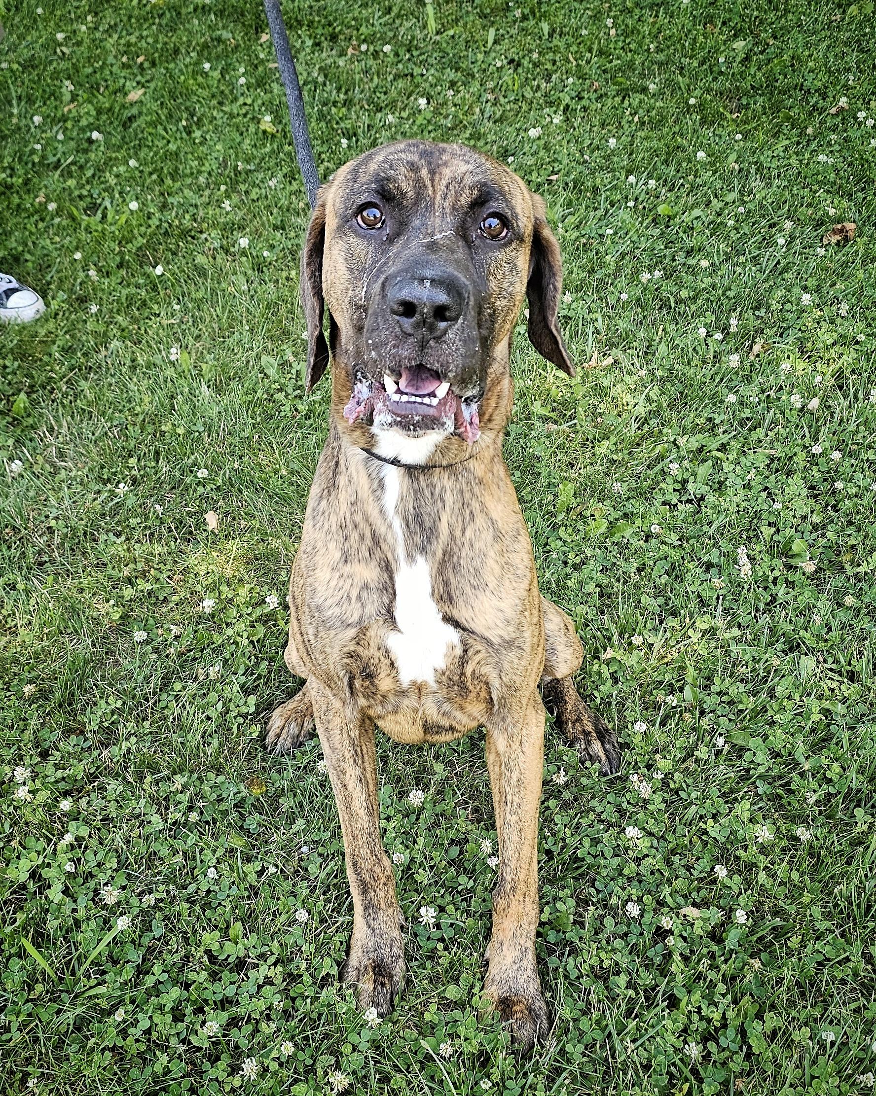 Enlarge Cruz, a ADOPTABLE mixed breed in Bay City, MI image 2/4