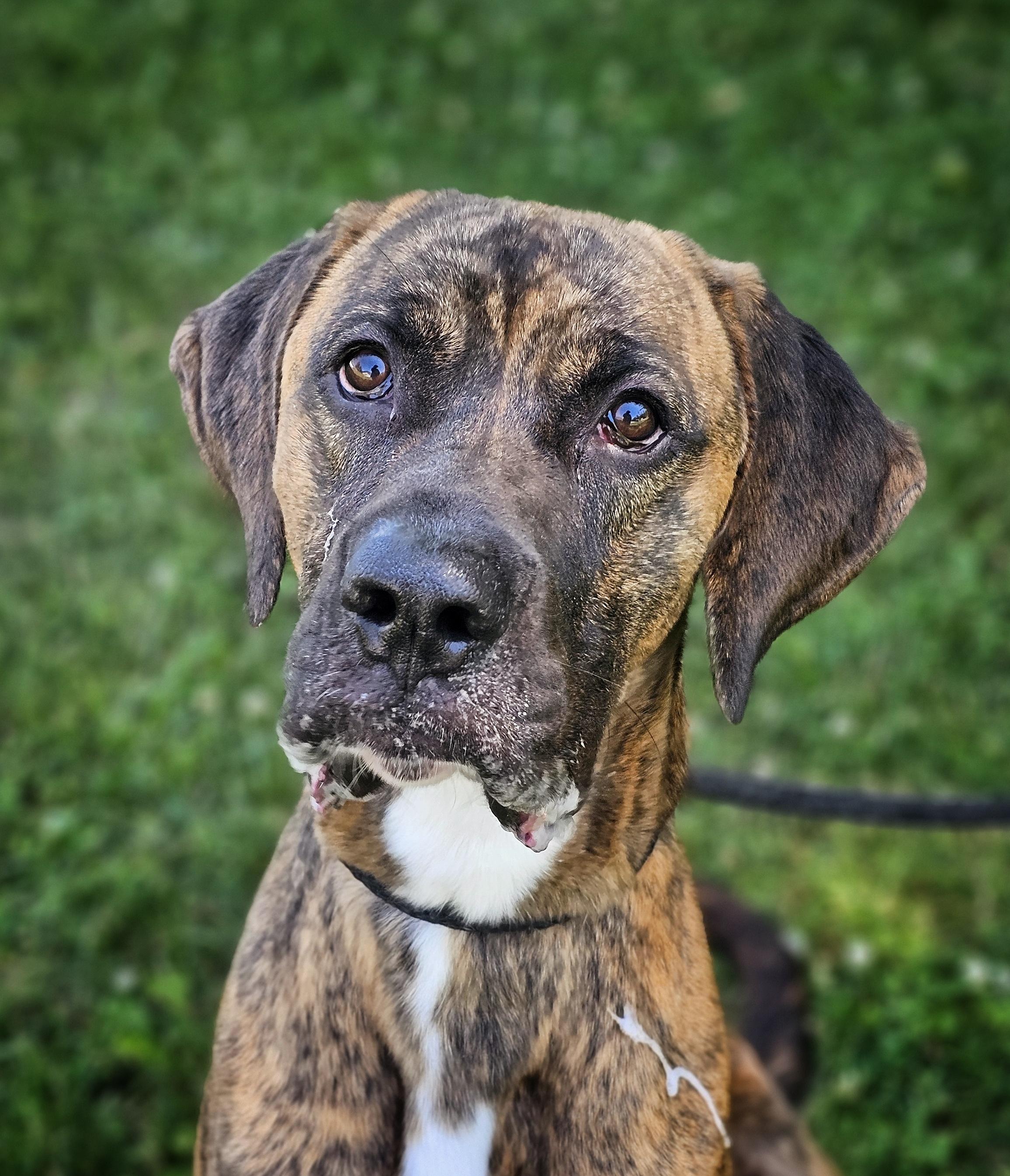 Cruz, ADOPTABLE, Young Male Boxer & Bloodhound.