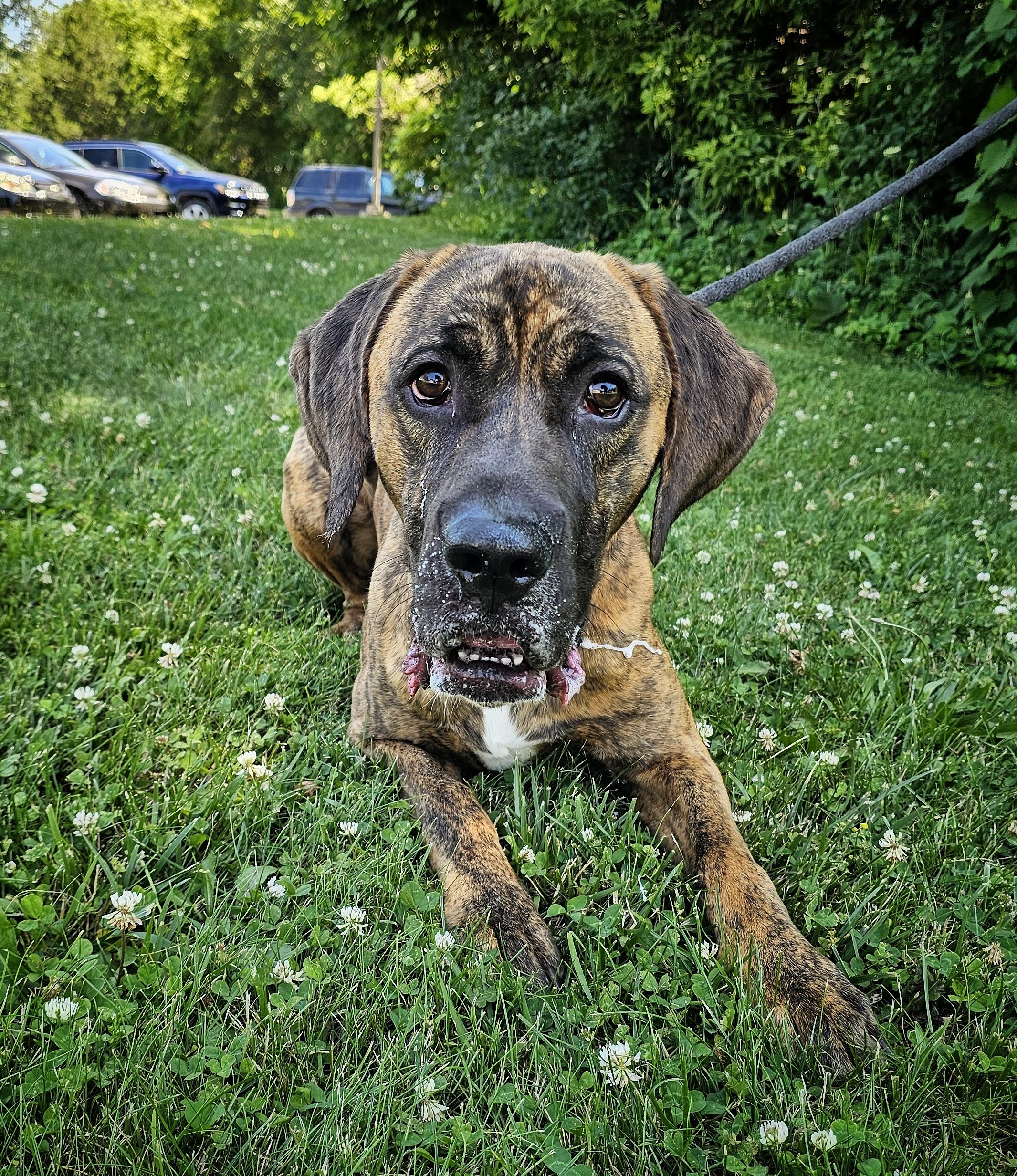 Enlarge Cruz, a ADOPTABLE mixed breed in Bay City, MI image 4/4