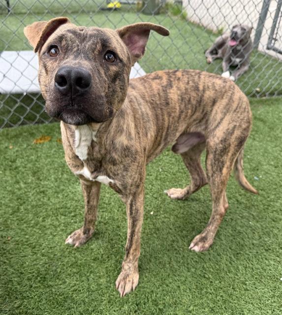 DRIFTIE, Adoptable, Young Male Mixed Breed.