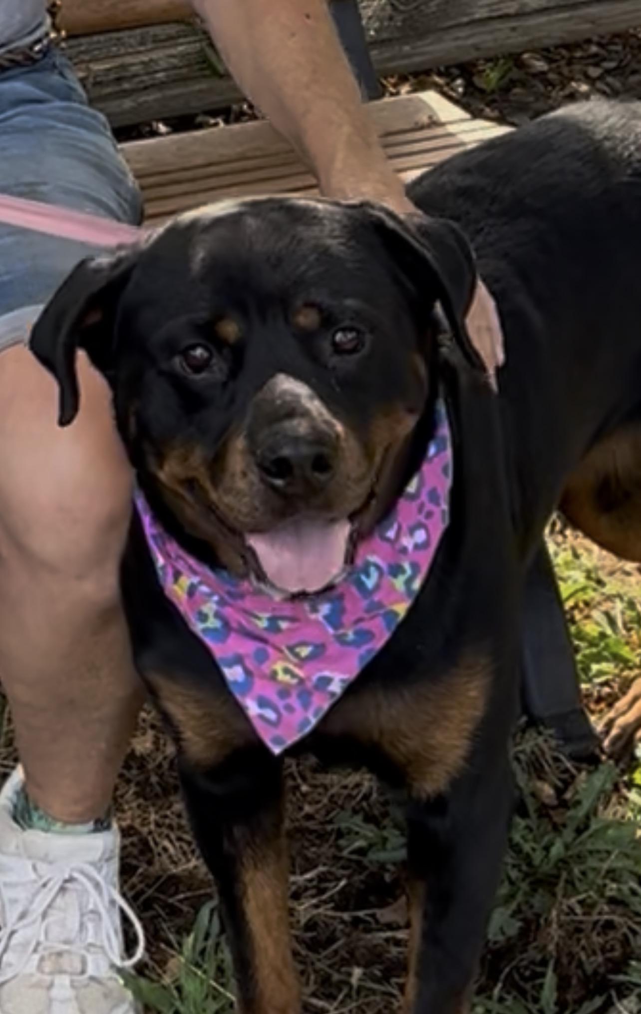 Pippin, adopted, Young Female Rottweiler.