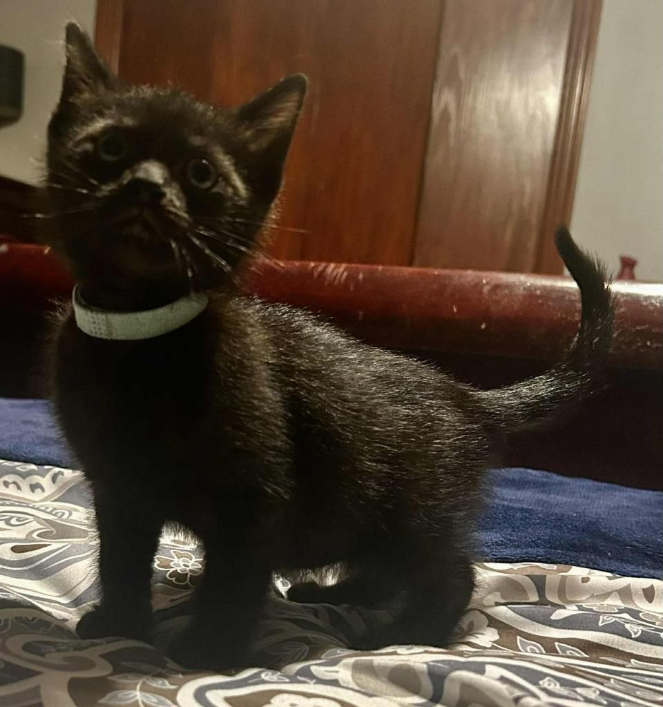 Pugsley, Adoptable, Kitten Female Domestic Short Hair.