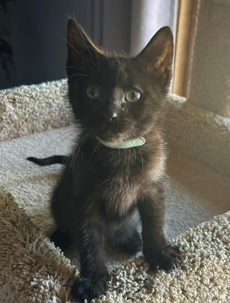 Pugsley, a Adoptable mixed breed in Urbandale, IA image 2/2