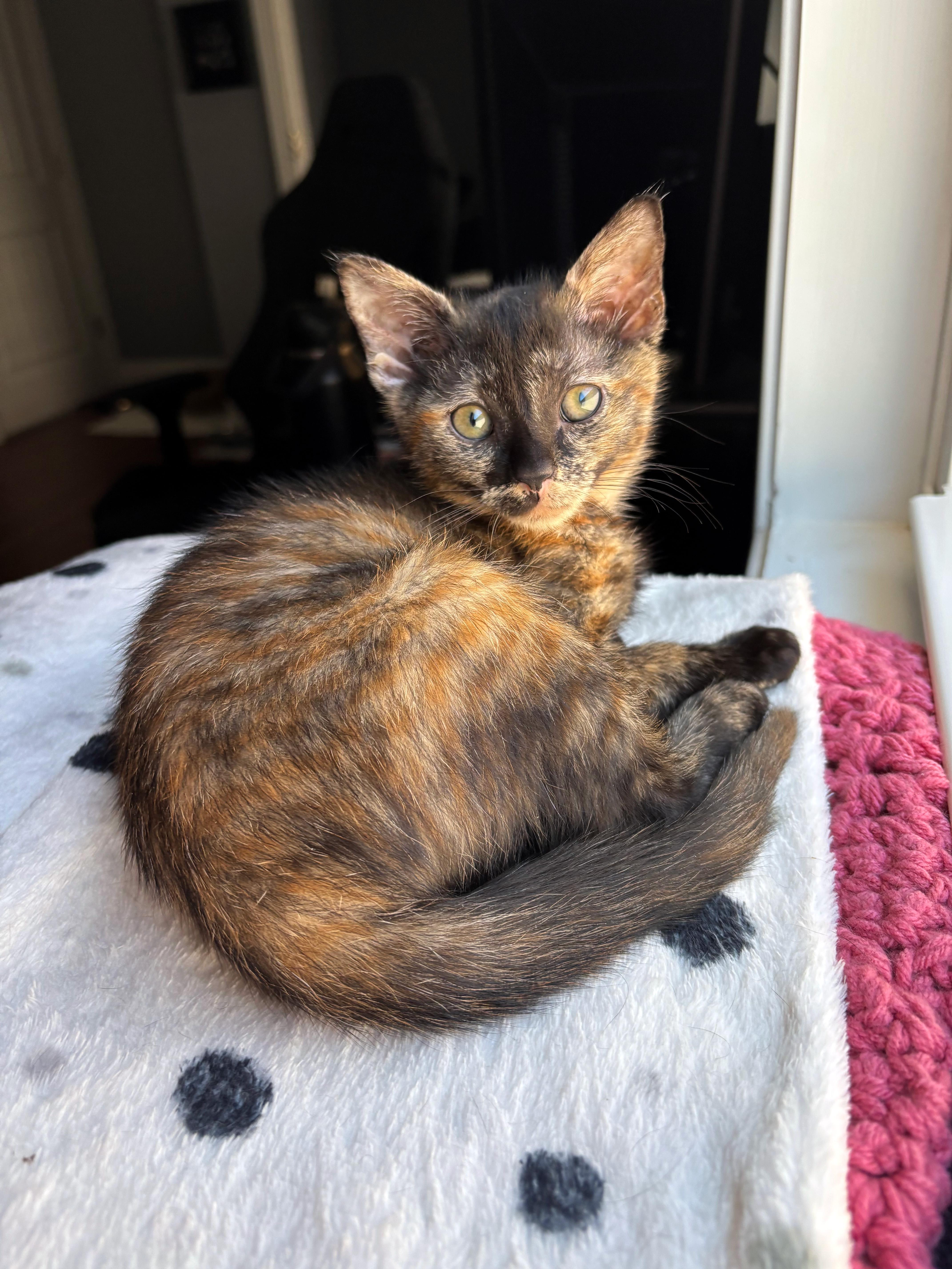Tractor Girl, an adopted Domestic Short Hair in Apex, NC image 1/2