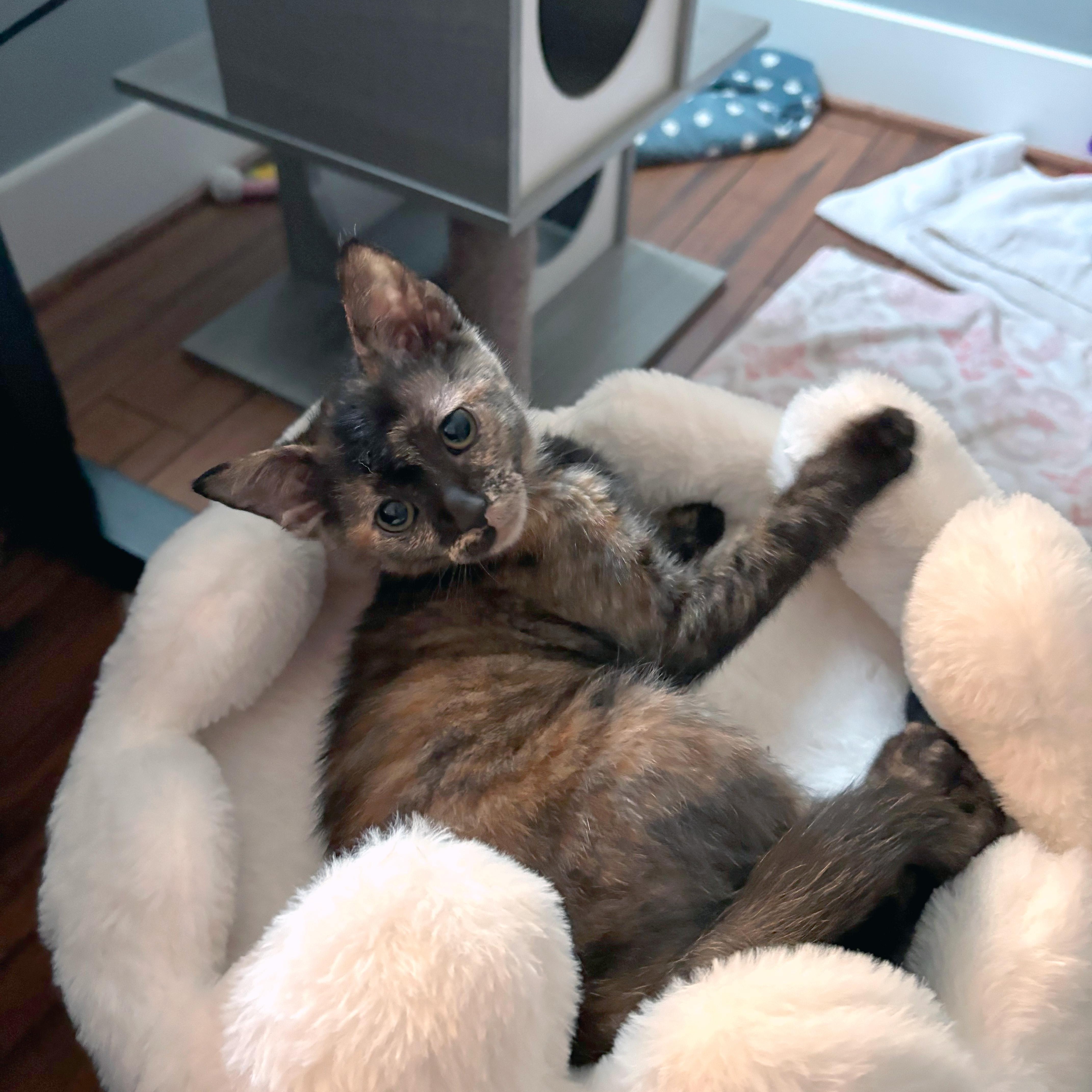 Tractor Girl, an adopted Domestic Short Hair in Apex, NC image 2/2
