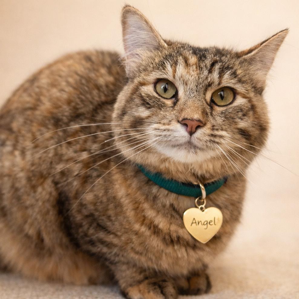 Angel, a Adoptable Domestic Medium Hair in Hannibal, MO image 1/2