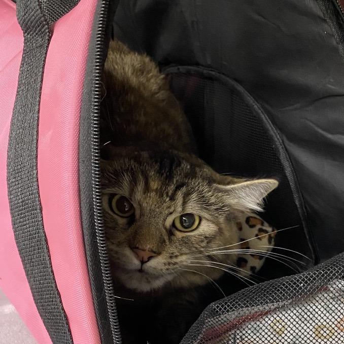 Angel, Adoptable, Young Female Domestic Short Hair & Domestic Short Hair.