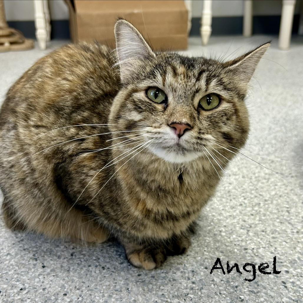 Enlarge Angel, a Adoptable mixed breed in Hannibal, MO image 2/2