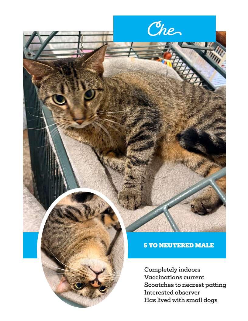 CHE-PICK ME, ADOPTABLE, Adult Male American Shorthair.