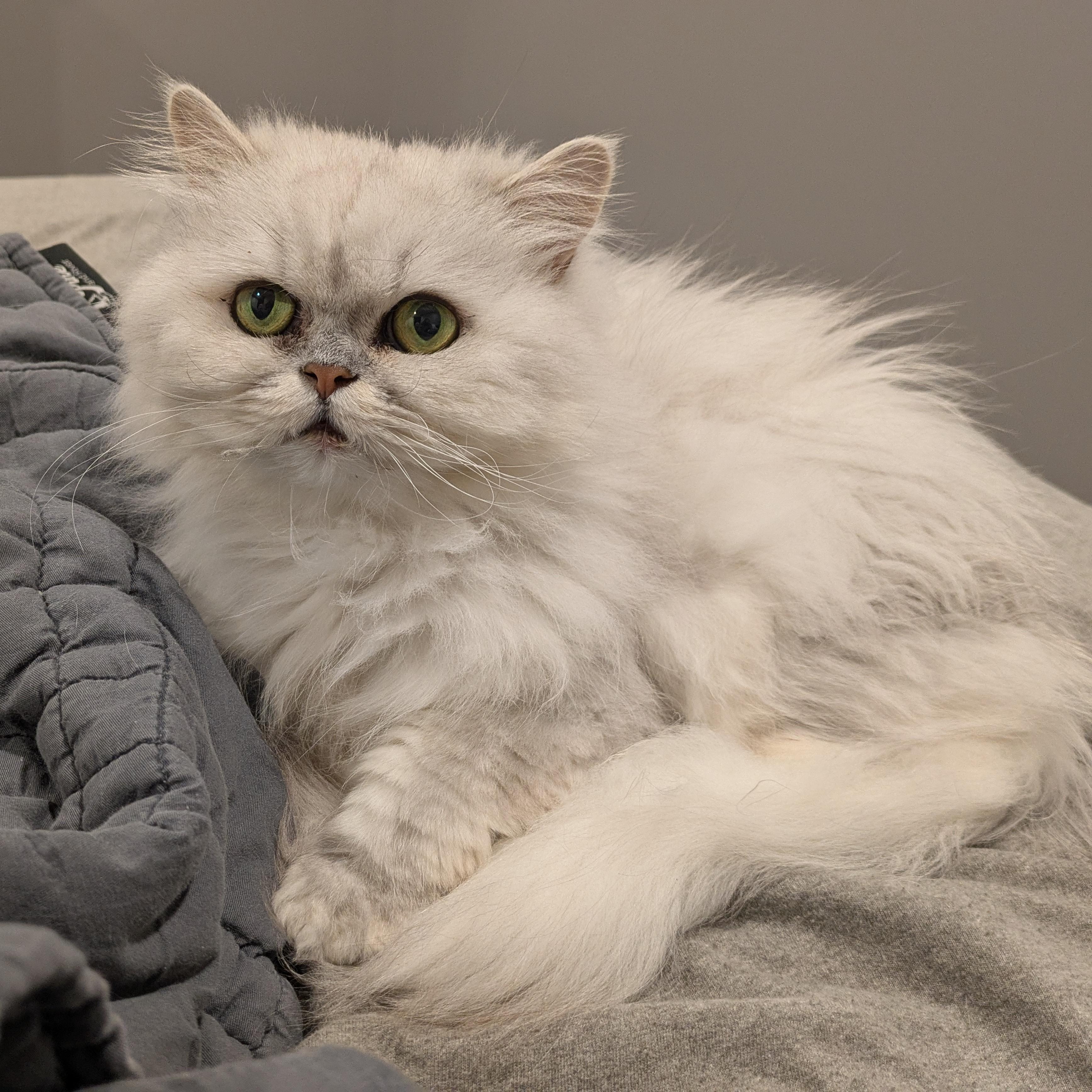 KODI, Adoptable, Senior Male Persian.