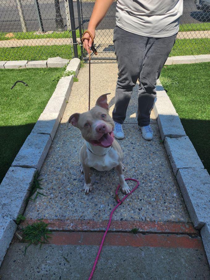 Enlarge Enzo, a ADOPTABLE mixed breed in Perth Amboy, NJ image 2/3