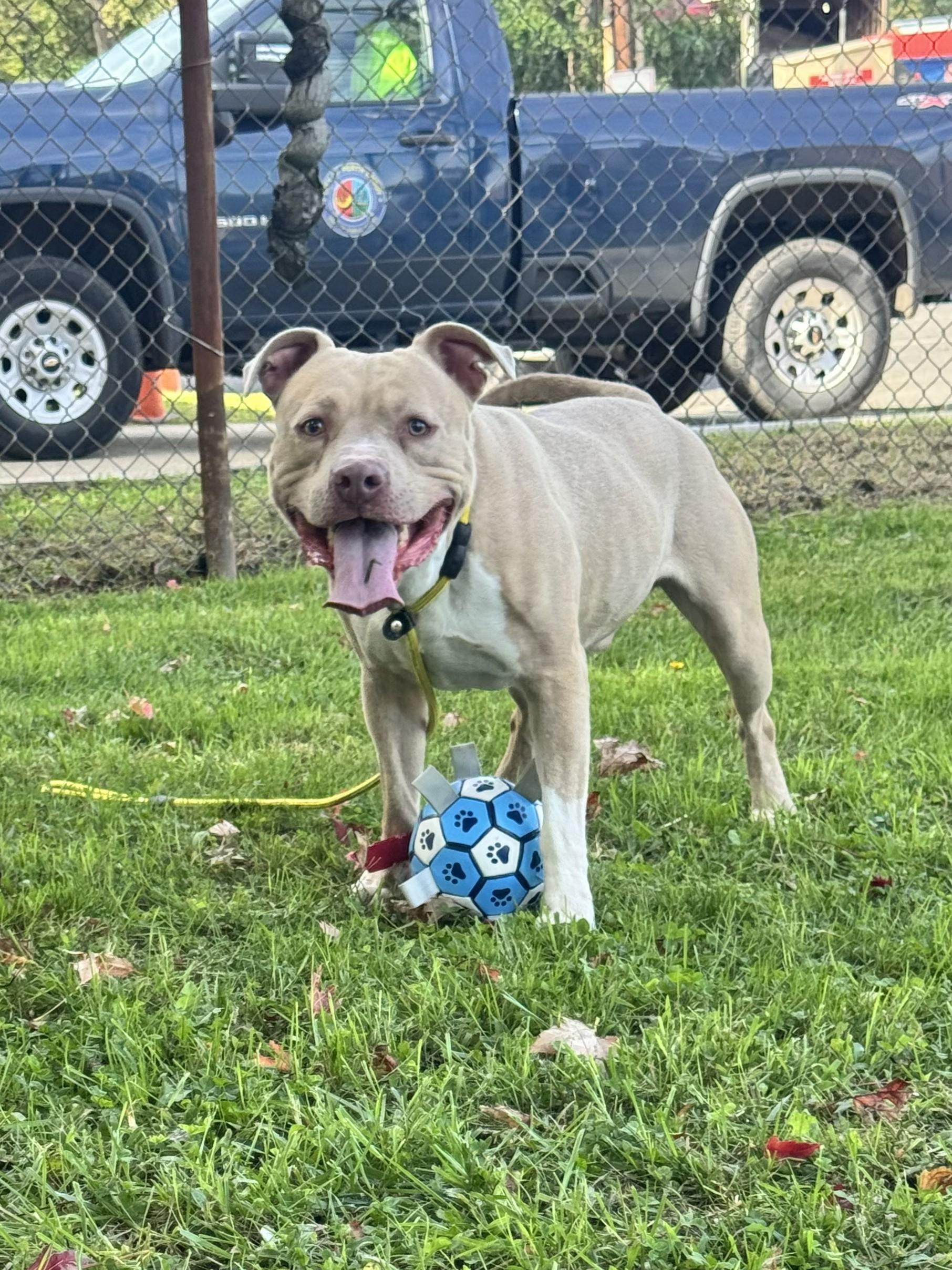 Enlarge Enzo, a Adoptable mixed breed in Perth Amboy, NJ image 2/5