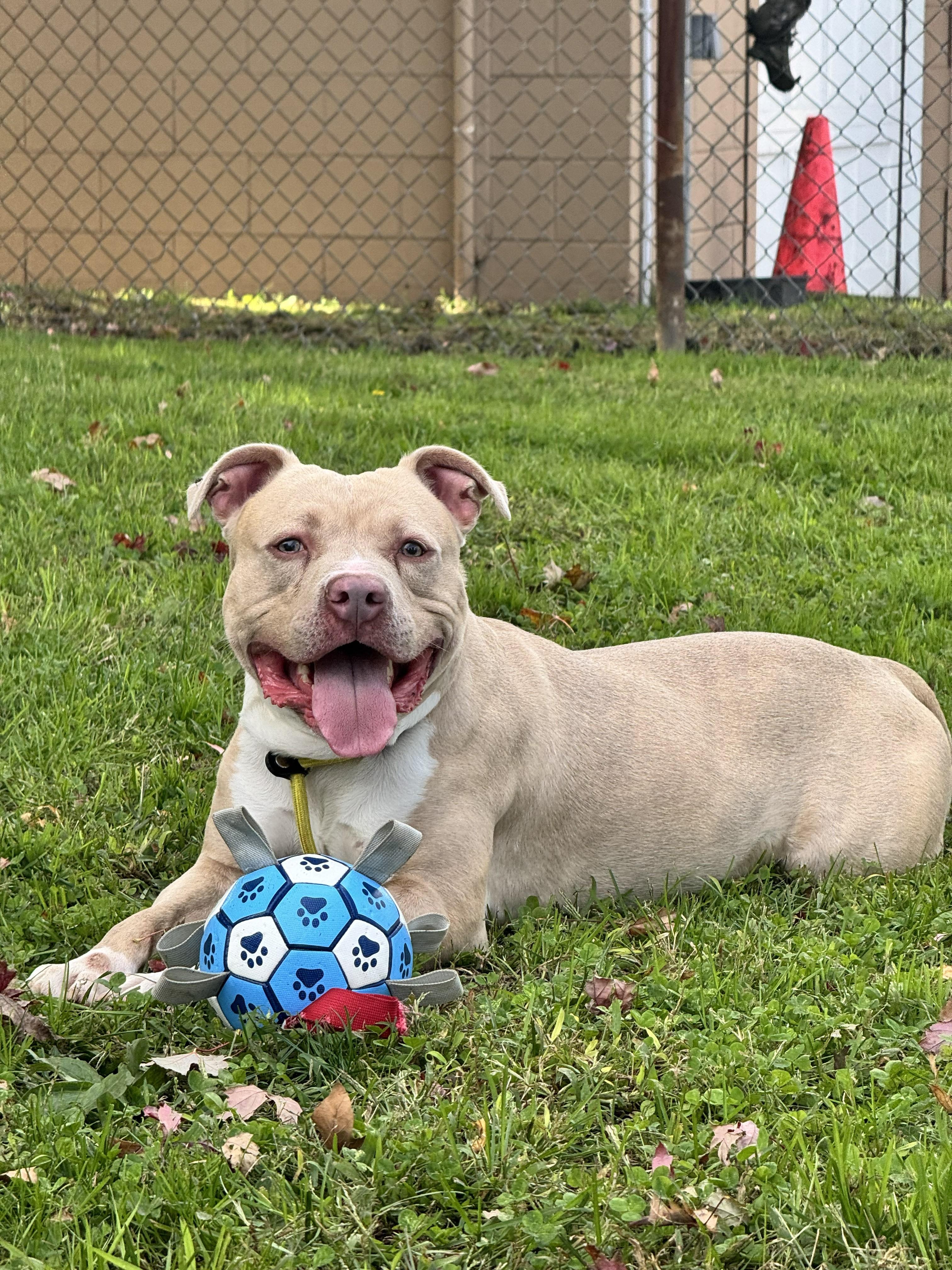 Enzo, Adoptable, Young Male American Staffordshire Terrier.