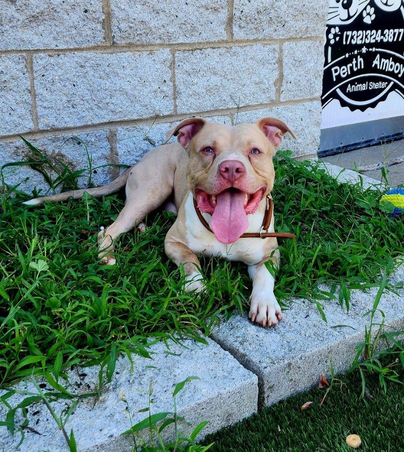 Enlarge Enzo, a ADOPTABLE mixed breed in Perth Amboy, NJ image 3/3