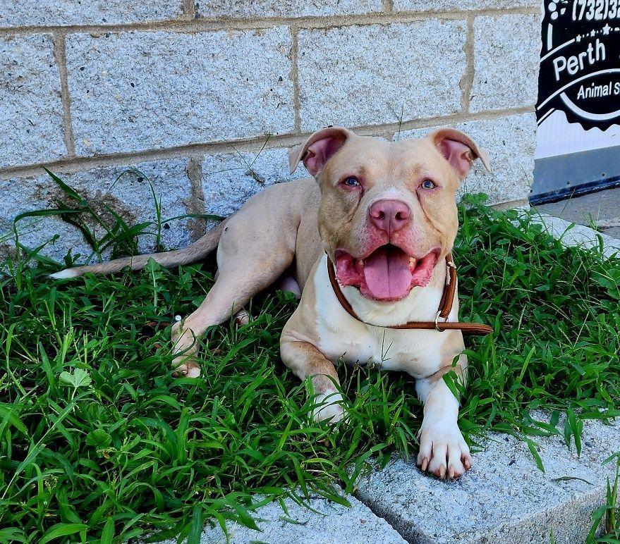 Enzo, ADOPTABLE, Young Male American Staffordshire Terrier.
