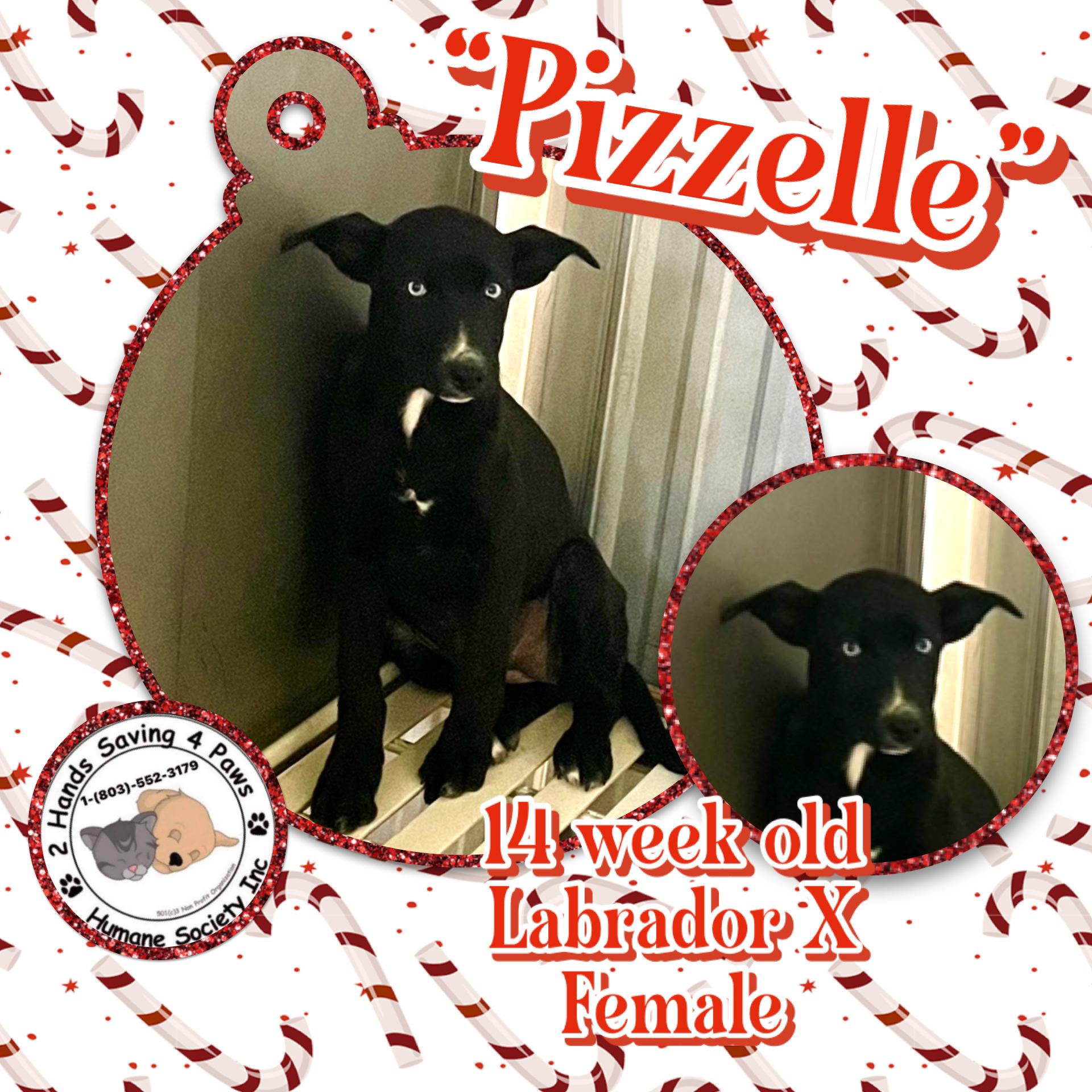 Pizzelle, Adoptable, Puppy Female Labrador Retriever.