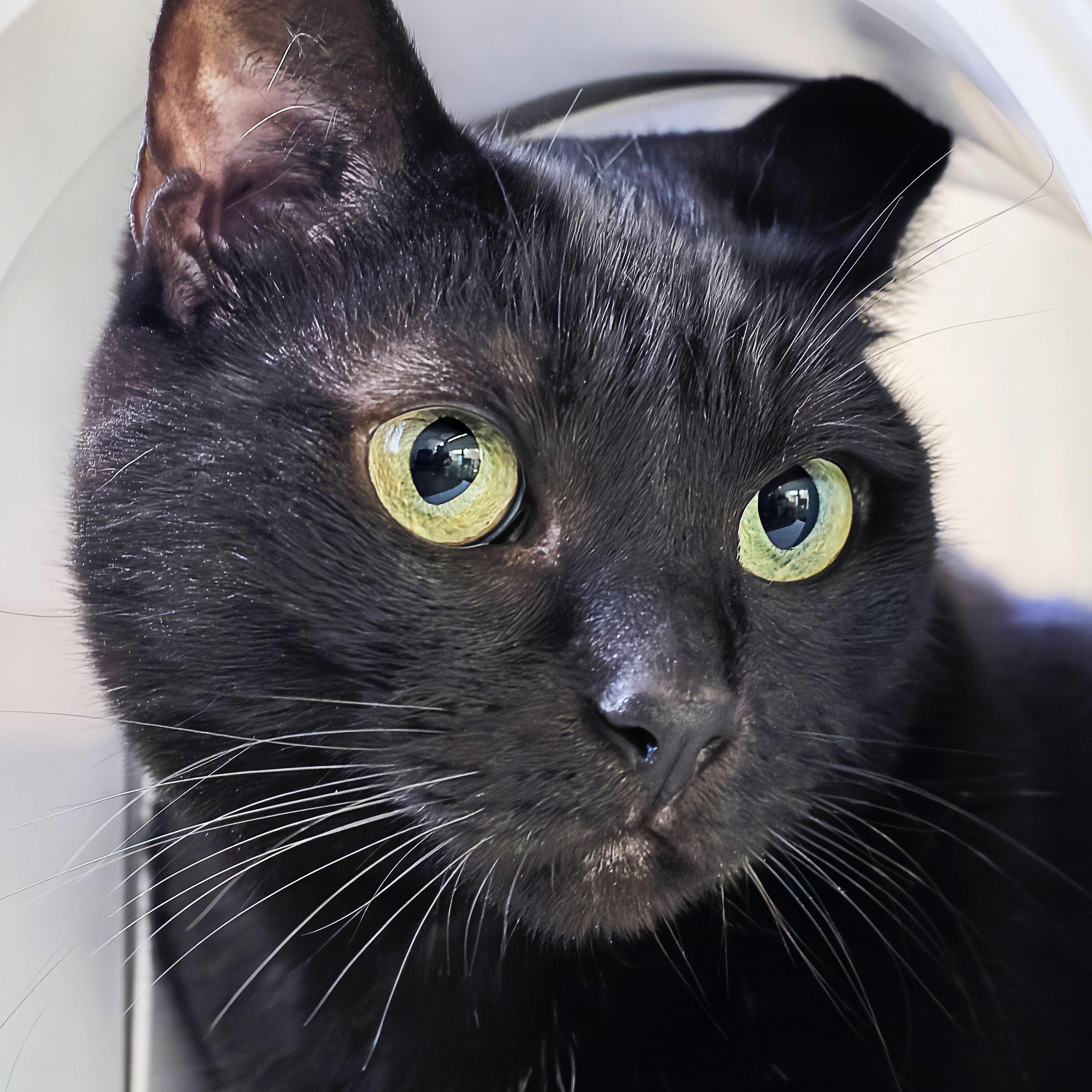 Enlarge Chloe, a Adoptable mixed breed in San Carlos, CA image 2/5
