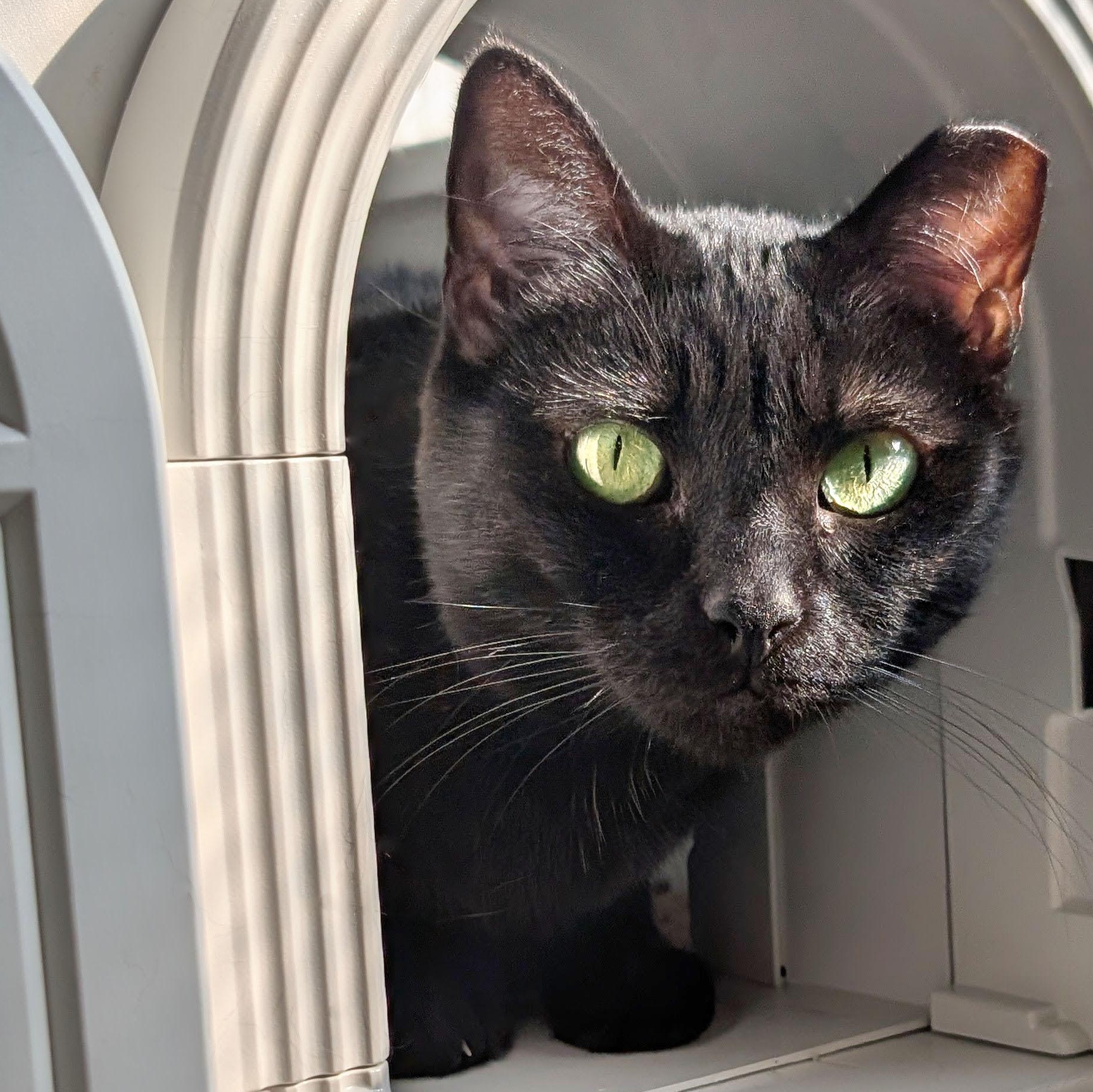 Chloe, Adoptable, Adult Female Domestic Short Hair.