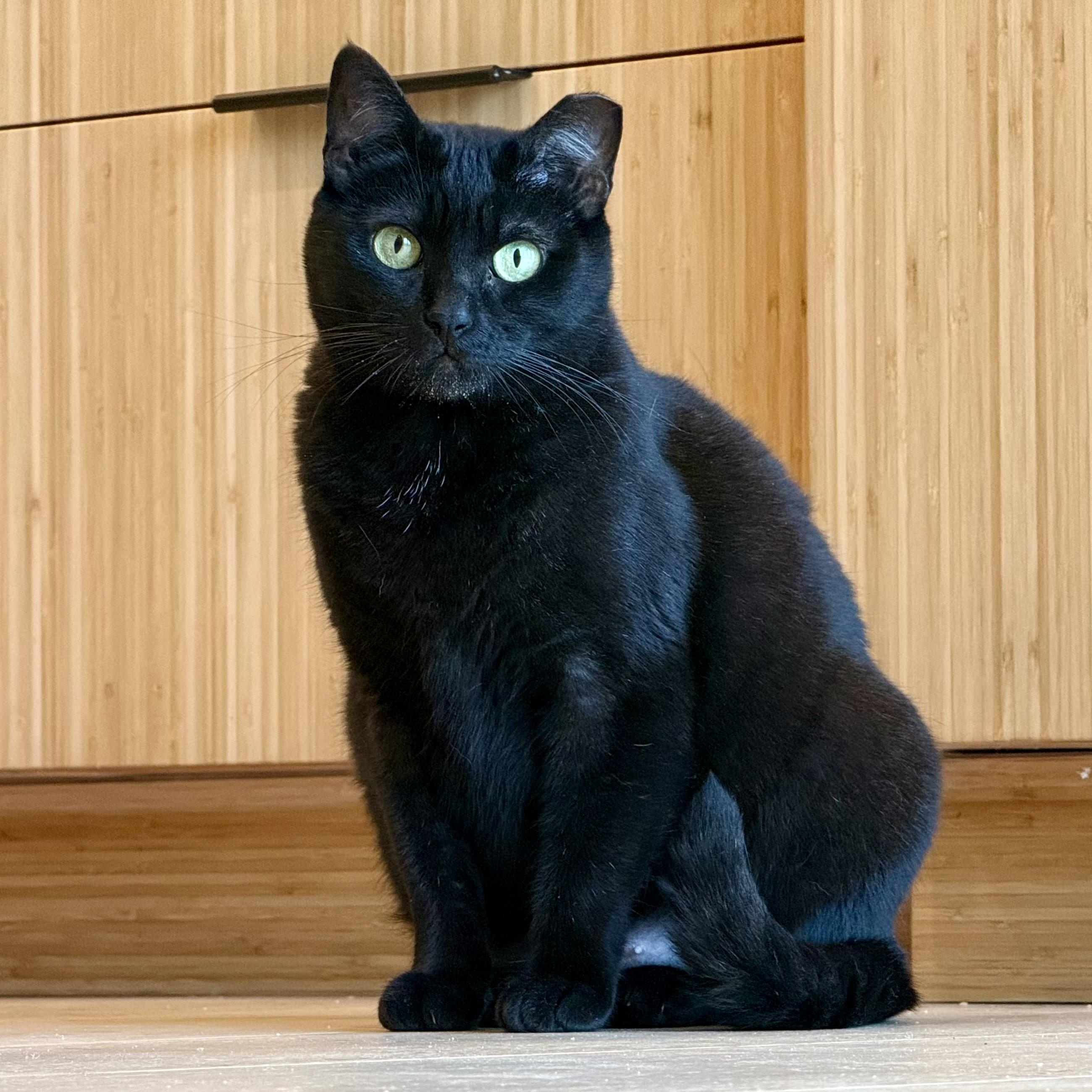 Chloe, Adoptable, Adult Female Domestic Short Hair.