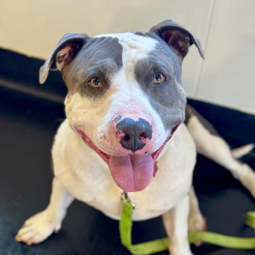 Nugget, Adoptable, Adult Male Pit Bull Terrier & Mixed Breed.