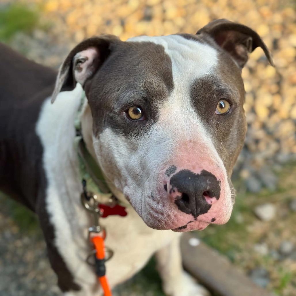 Enlarge Nugget, a Adoptable mixed breed in Tacoma, WA image 2/2