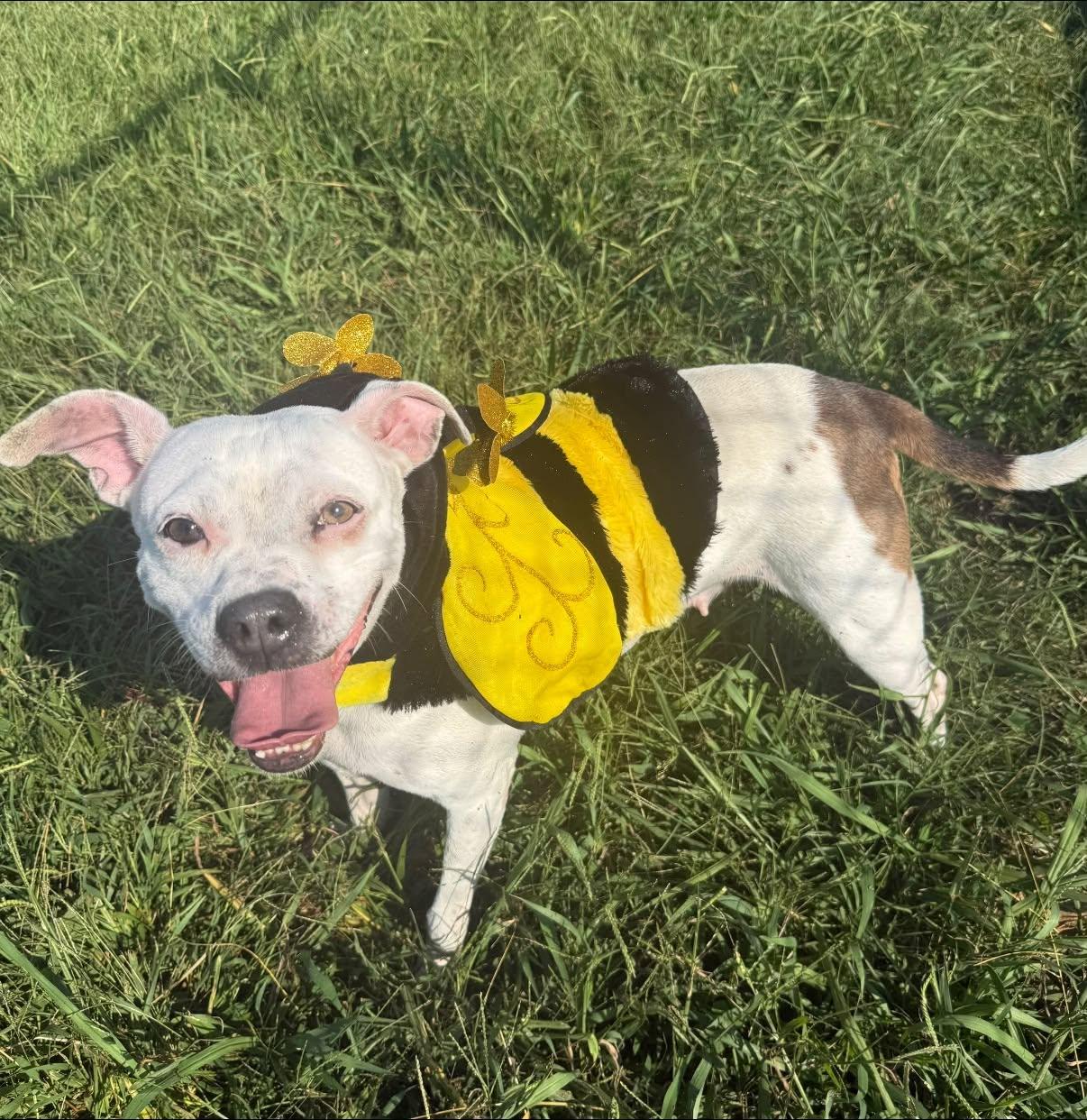 Enlarge Sadie, a Adoptable mixed breed in Lebanon, TN image 2/6