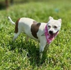 Enlarge Sadie, a Adoptable mixed breed in Lebanon, TN image 5/6