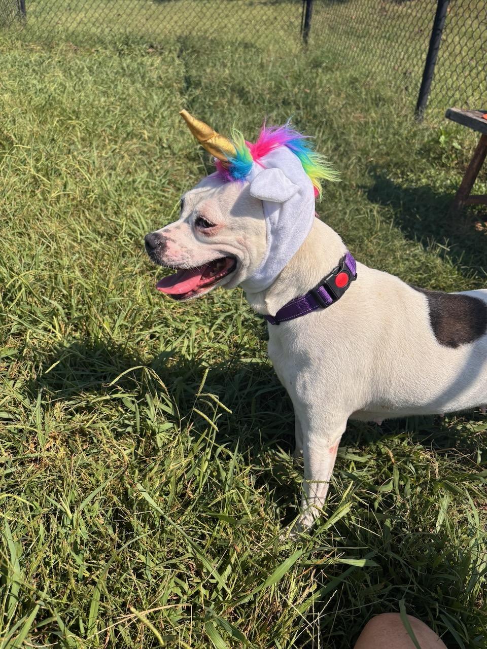 Enlarge Sadie, a Adoptable mixed breed in Lebanon, TN image 6/6