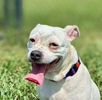 Sadie, ADOPTABLE, Adult Female Terrier & Pit Bull Terrier.