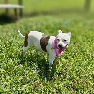Enlarge Sadie, a ADOPTABLE mixed breed in Lebanon, TN image 5/5