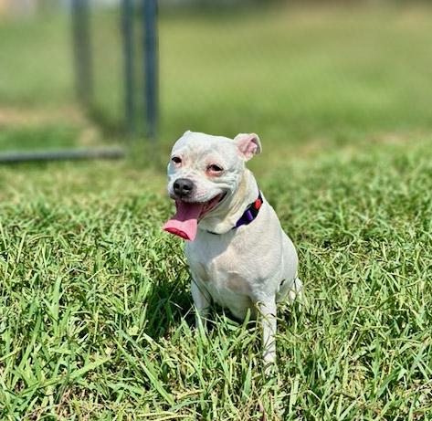 Enlarge Sadie, a ADOPTABLE mixed breed in Lebanon, TN image 4/5