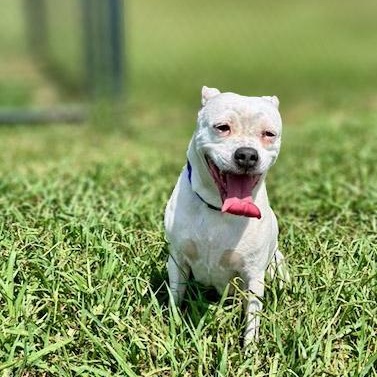 Enlarge Sadie, a ADOPTABLE mixed breed in Lebanon, TN image 2/5