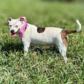 Enlarge Sadie, a ADOPTABLE mixed breed in Lebanon, TN image 3/5