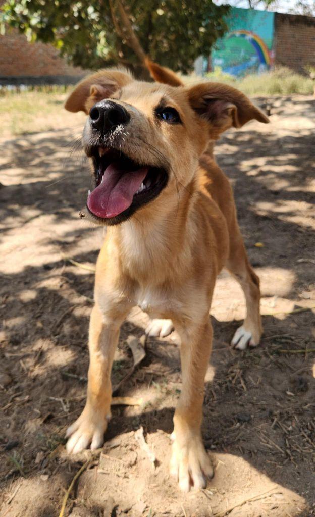 Enlarge Rhubarb, a Adopted Mixed Breed in EL COLORADO, JAL image 1/1