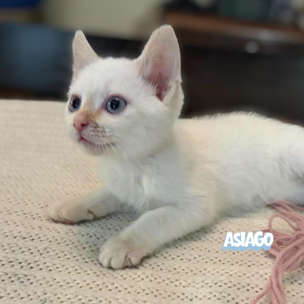 Enlarge Asiago, a Adoptable Domestic Short Hair in Winnipeg, MB image 5/6