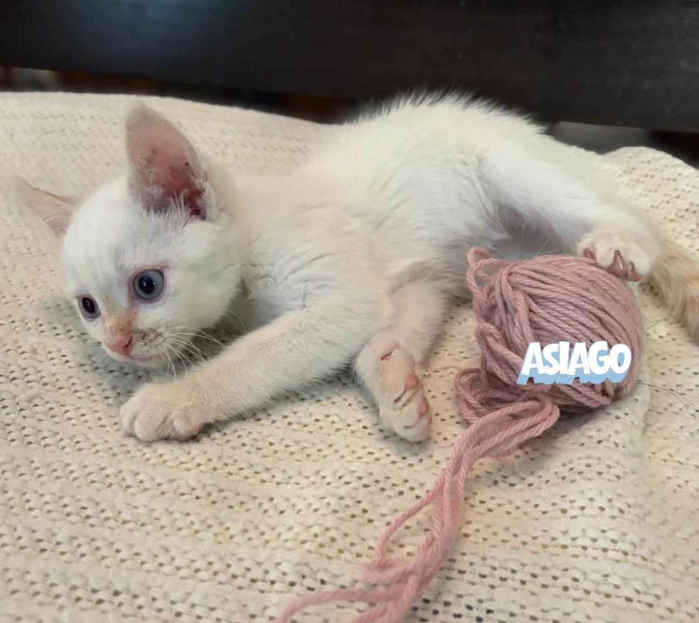 Enlarge Asiago, a Adoptable Domestic Short Hair in Winnipeg, MB image 1/6