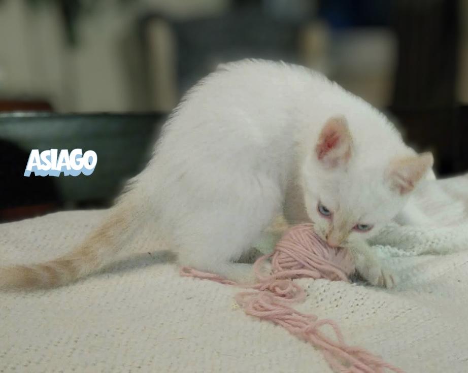 Enlarge Asiago, a Adoptable Domestic Short Hair in Winnipeg, MB image 6/6
