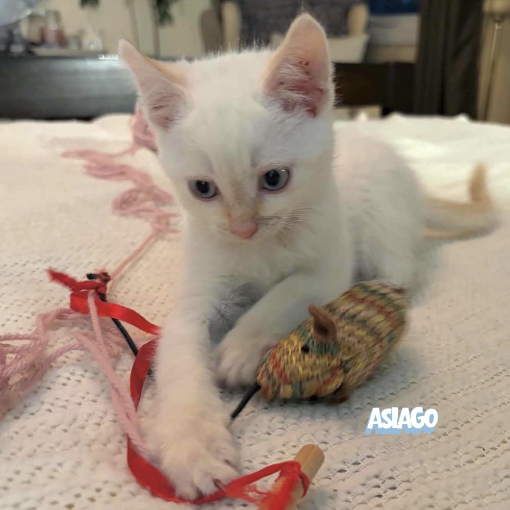 Enlarge Asiago, a Adoptable Domestic Short Hair in Winnipeg, MB image 2/6