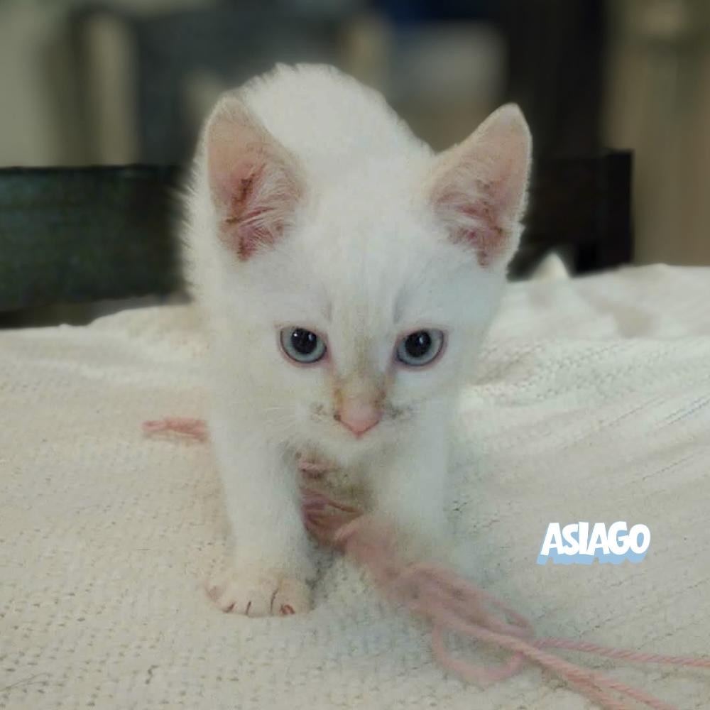 Enlarge Asiago, a Adoptable Domestic Short Hair in Winnipeg, MB image 4/6